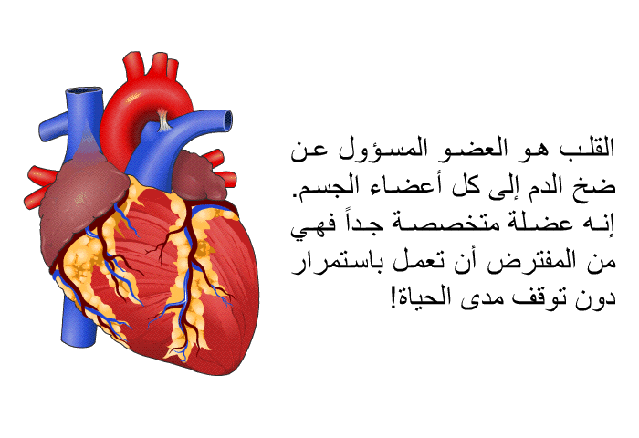 القلب هو العضو المسؤول عن ضخ الدم إلى كل أعضاء الجسم. إنه عضلة متخصصة جداً فهي من المفترض أن تعمل باستمرار دون توقف مدى الحياة!