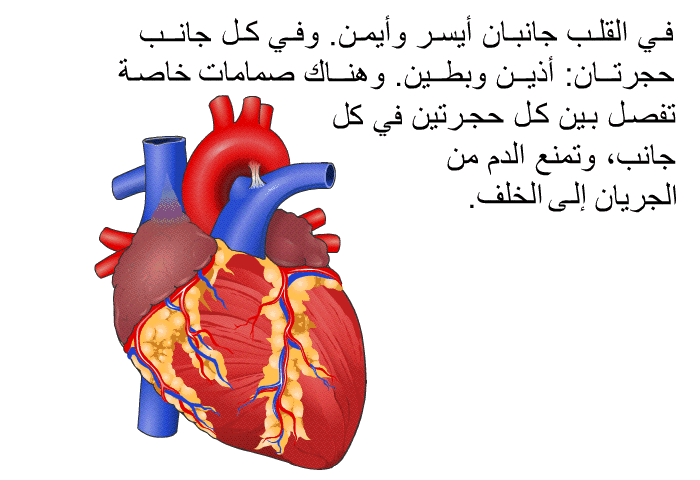 في القلب جانبان أيسر وأيمن. وفي كل جانب حجرتان: أذين وبطين. وهناك صمامات خاصة تفصل بين كل حجرتين في كل جانب، وتمنع الدم من الجريان إلى الخلف.