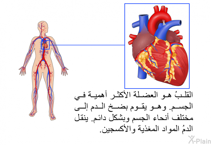القلبُ هو العضلة الأكثر أهمية في الجسم. وهو يقوم بضخ الدم إلى مختلف أنحاء الجسم وبشكل دائم. ينقل الدمُ المواد المغذية والأكسجين.