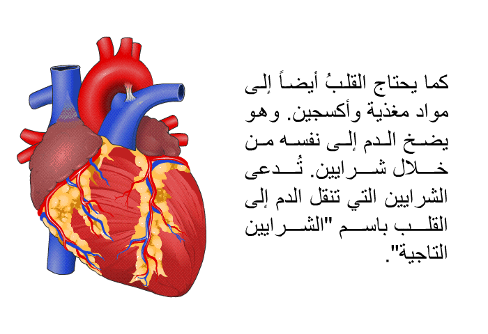 كما يحتاج القلبُ أيضاً إلى مواد مغذية وأكسجين. وهو يضخ الدم إلى نفسه من خلال شرايين. تُدعى الشرايين التي تنقل الدم إلى القلب باسم "الشرايين التاجية".