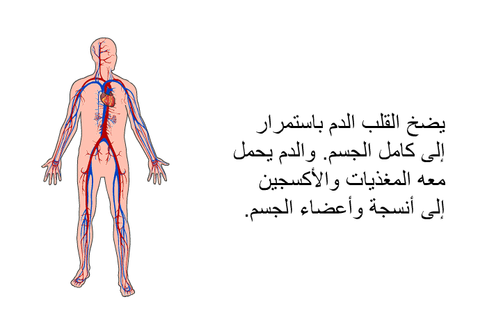 يضخ القلب الدم باستمرار إلى كامل الجسم. والدم يحمل معه المغذيات والأكسجين إلى أنسجة وأعضاء الجسم.