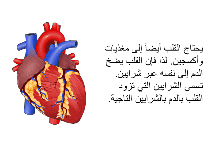 يحتاج القلب أيضاً إلى مغذيات وأكسجين. لذا فإن القلب يضخ الدم إلى نفسه عبر شرايين. تسمى الشرايين التي تزود القلب بالدم بالشرايين التاجية.