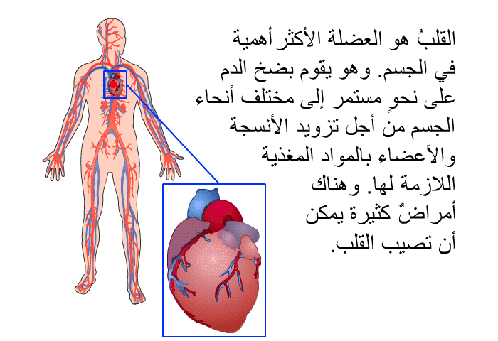 القلبُ هو العضلة الأكثر الأهمية في الجسم. وهو يقوم بضخ الدم على نحوٍ مستمر إلى مختلف أنحاء الجسم من أجل تزويد الأنسجة والأعضاء بالمواد المغذية اللازمة لها. وهناك أمراضٌ كثيرة يمكن أن تصيب القلب.