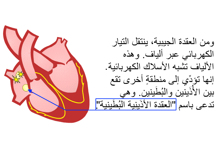 ومن العقدة الجيبية، ينتقل التيار الكهربائي عبر ألياف. وهذه الألياف تشبه الأسلاك الكهربائية. إنها تؤدِّي إلى منطقةٍ أخرى تقع بين الأُذَينين والبُطَينين. وهي تدعى باسم "العقدة الأُذَينِية البُطَينية".