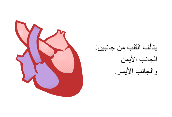 يتألَّف القلب من جانبين: الجانب الأيمن والجانب الأيسر.