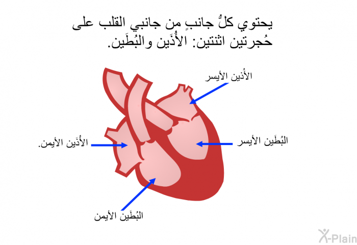 يحتوي كلُّ جانبٍ من جانبي القلب على حُجرتين اثنتين: الأُذَين والبُطَين.