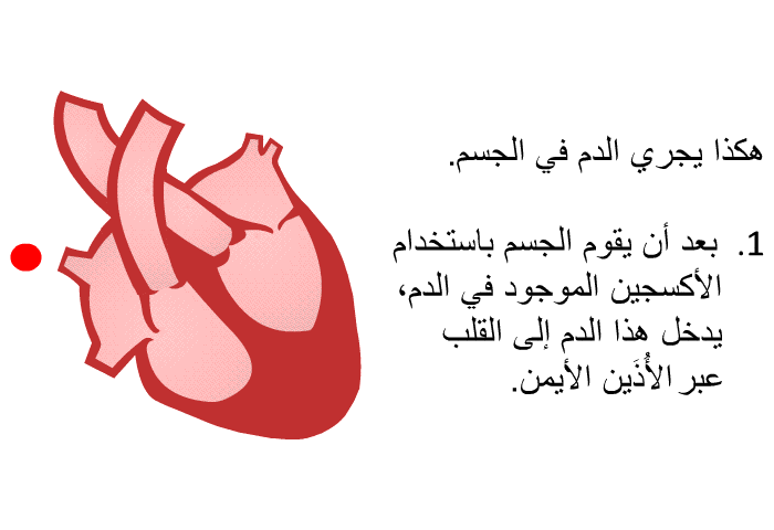 هكذا يجري الدم في الجسم.  بعد أن يقوم الجسم باستخدام الأكسجين الموجود في الدم، يدخل هذا الدم إلى القلب عبر الأُذَين الأيمن.