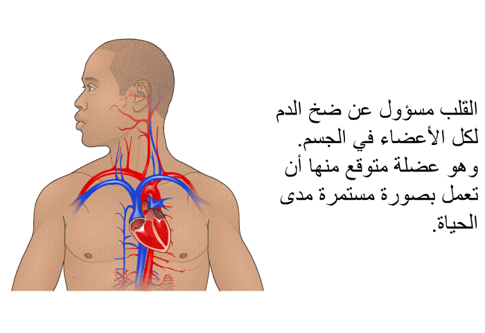 القَلب مسؤول عن ضخ الدم لكل الأعضاء في الجسم. وهو عضلة متوقع منها أن تعمل بصورة مستمرة مدى الحياة.