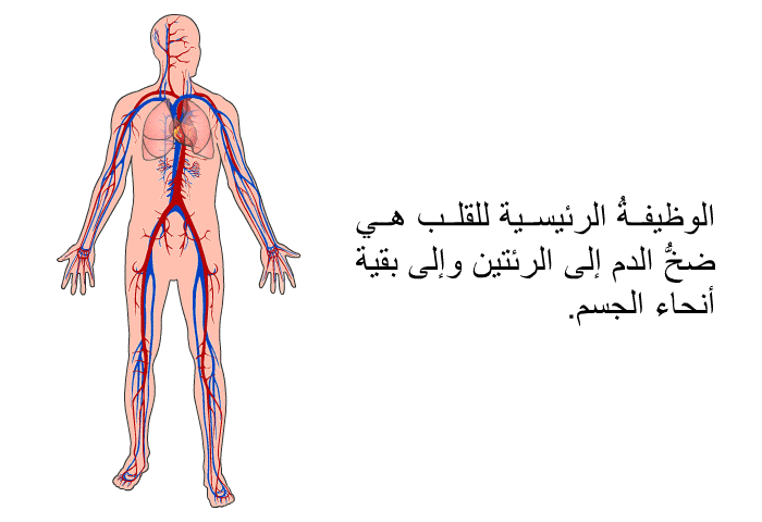 الوظيفةُ الرئيسية للقلب هي ضخُّ الدم إلى الرئتين وإلى بقية أنحاء الجسم.