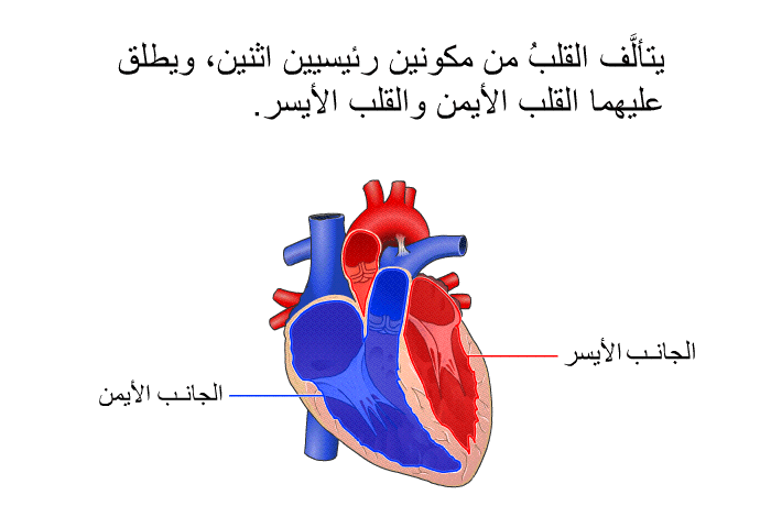 يتألَّف القلبُ من مكونين رئيسيين اثنين، ويطلق عليهما القلب الأيمن والقلب الأيسر.