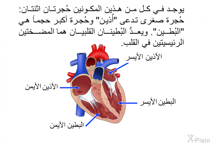 يوجد في كل من هذين المكونين حُجرتان اثنتان: حُجرة صغرى تدعى "أُذين" وحُجرة أكبر حجماً هي "البُطين". ويعدُّ البُطينان القلبيان هما المضختين الرئيسيتين في القلب.