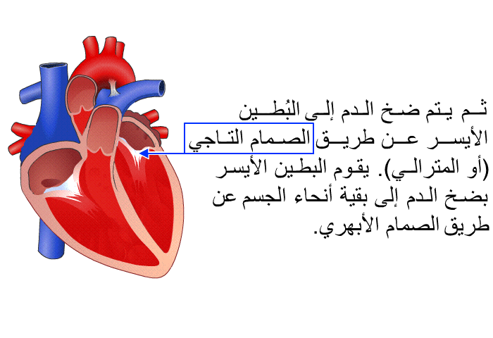 ثم يتم ضخ الدم إلى البُطين الأيسر عن طريق الصمام التاجي (أو المترالي). يقوم البطين الأيسر بضخ الدم إلى بقية أنحاء الجسم عن طريق الصمام الأبهري.