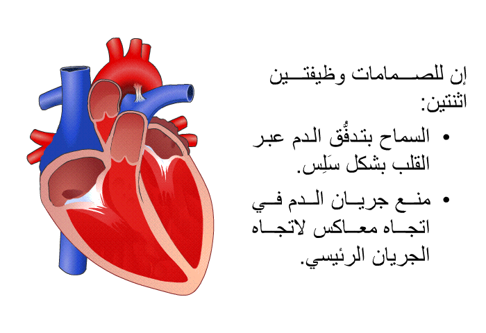 إن للصمامات وظيفتين اثنتين:   السماح بتدفُّق الدم عبر القلب بشكل سَلِس. منع جريان الدم في اتجاه معاكس لاتجاه الجريان الرئيسي.