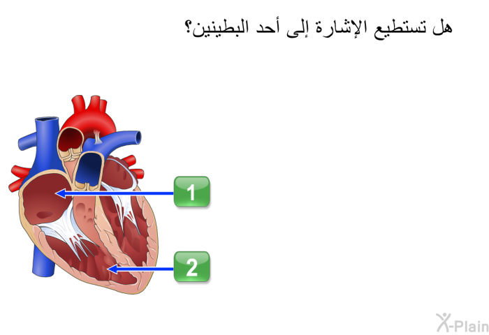 هل تستطيع الإشارة إلى أحد البطينين؟