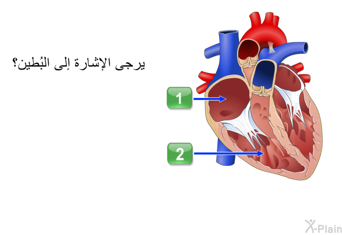 يرجى الإشارة إلى البُطَين؟