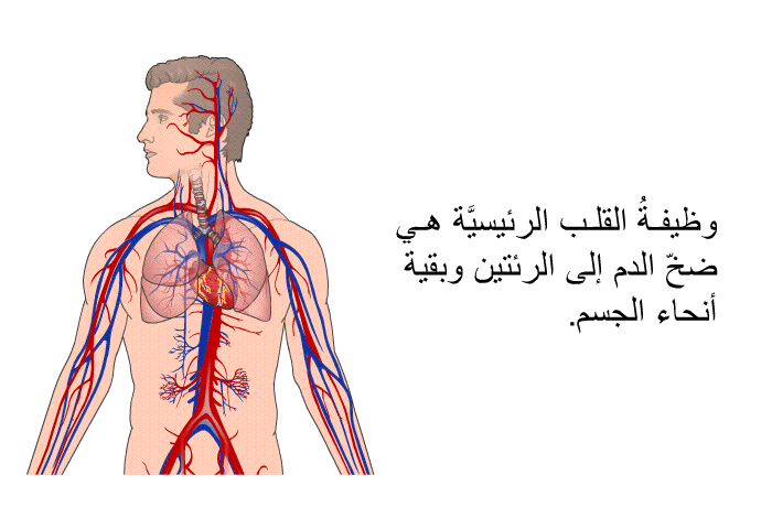وظيفةُ القلب الرئيسيَّة هي ضخّ الدم إلى الرئتين وبقية أنحاء الجسم.