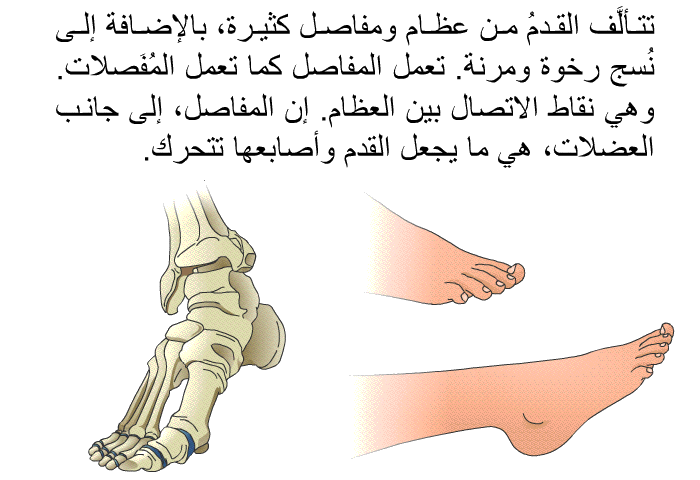 تتألَّف القدمُ من عظام ومفاصل كثيرة، بالإضافة إلى نُسج رخوة ومرنة. تعمل المفاصل كما تعمل المُفَصلات. وهي نقاط الاتصال بين العظام. إن المفاصل، إلى جانب العضلات، هي ما يجعل القدم وأصابعها تتحرك.