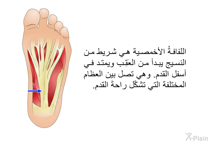 اللفافةُ الأخمصية هي شريط من النسيج يبدأ من العَقِب ويمتد في أسفل القدم. وهي تصل بين العظام المختلفة التي تشكِّل راحةَ القدم.