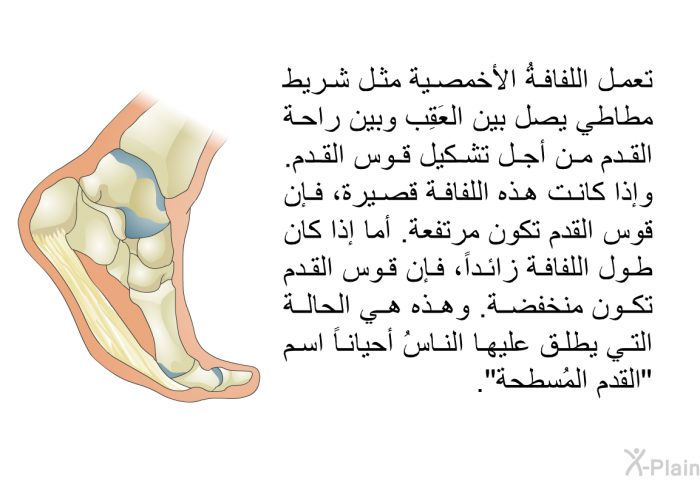 تعمل اللفافةُ الأخمصية مثل شريط مطاطي يصل بين العَقِب وبين راحة القدم من أجل تشكيل قوس القدم. وإذا كانت هذه اللفافة قصيرة، فإن قوس القدم تكون مرتفعة. أما إذا كان طول اللفافة زائداً، فإن قوس القدم تكون منخفضة. وهذه هي الحالة التي يطلق عليها الناسُ أحياناً اسم "القدم المُسطحة".