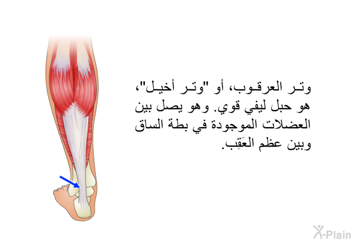 وتر العرقوب، أو "وتر أخيل"، هو حبل ليفي قوي. وهو يصل بين العضلات الموجودة في بطة الساق وبين عظم العَقِب.