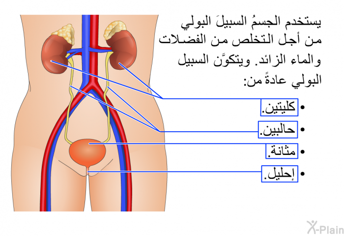 يستخدم الجسمُ السبيلَ البولي من أجل التخلُّص من الفضلات والماء الزائد. ويتكوَّن السبيل البولي عادةً من كليتين وحالبين ومثانة وإحليل.