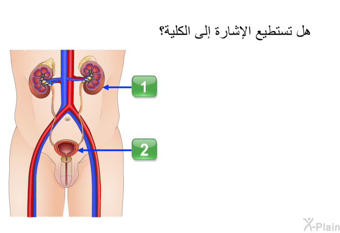 هل تستطيع الإشارة إلى الكلية؟