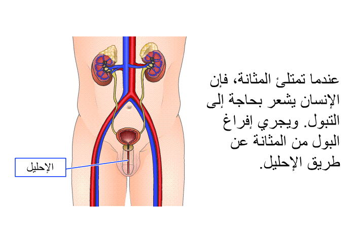 عندما تمتلئ المثانة، فإن الإنسان يشعر بحاجة إلى التبول. ويجري إفراغ البول من المثانة عن طريق الإحليل.