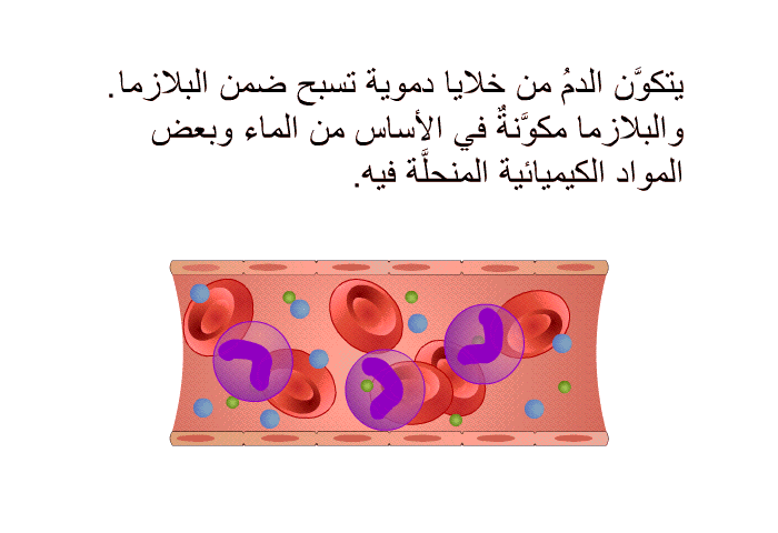 يتكوَّن الدمُ من خلايا دموية تسبح ضمن البلازما. والبلازما مكوَّنةٌ في الأساس من الماء وبعض المواد الكيميائية المنحلَّة فيه.