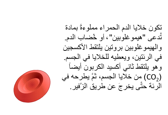تكون خلايا الدم الحمراء مملوءةً بمادة تُدعى "هيموغلوبين"، أو خُضاب الدم. والهيموغلوبين بروتينٌ يلتقط الأكسجين في الرئتين، ويعطيه للخلايا في الجسم. وهو يلتقط ثاني أكسيد الكربون أيضاً (CO<SUB>2</SUB>) من خلايا الجسم، ثمَّ يطرحه في الرئة حتَّى يخرجَ عن طريق الزَّفير.