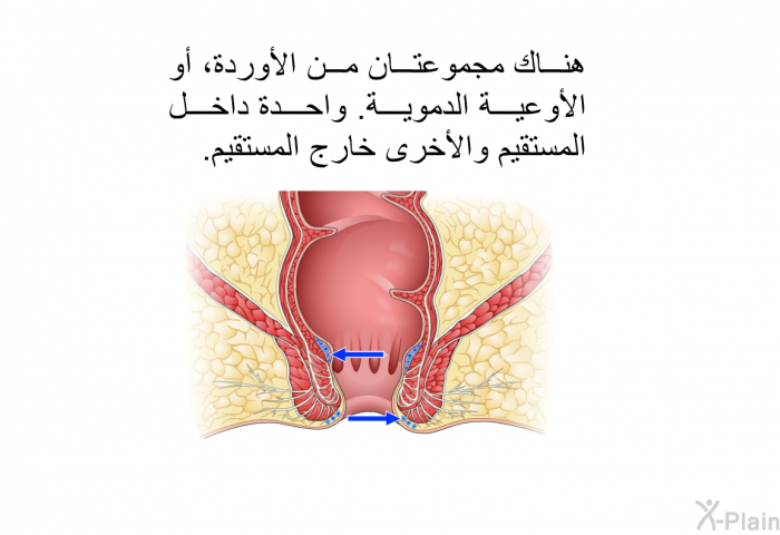 هناك مجموعتان من الأوردة، أو الأوعية الدموية. واحدة داخل المستقيم والأخرى خارج المستقيم.