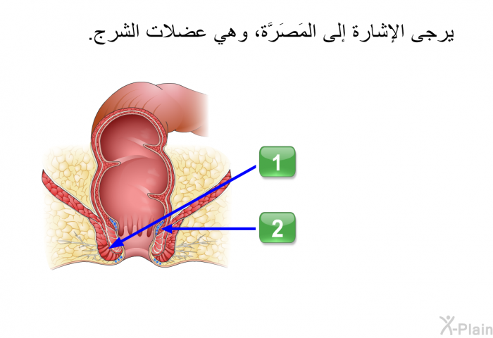 يرجى الإشارة إلى المَصَرَّة، وهي عضلات الشرج.