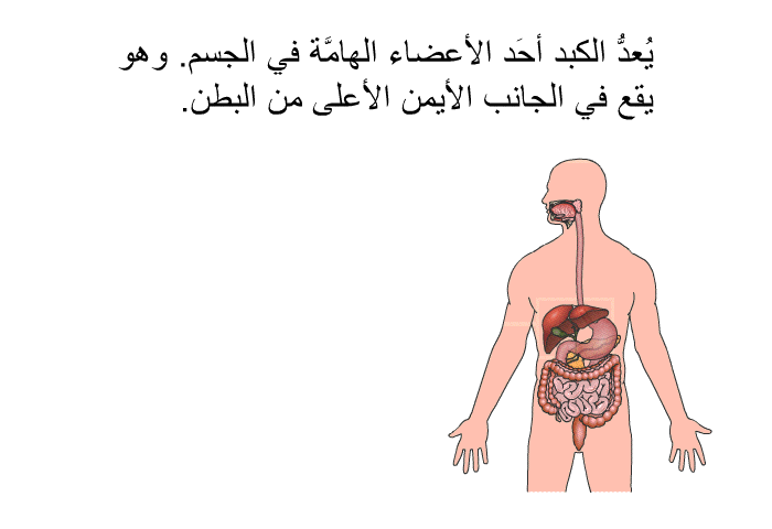 يُعدُّ الكبد أحَد الأعضاء الهامَّة في الجسم. وهو يقع في الجانب الأيمن الأعلى من البطن.