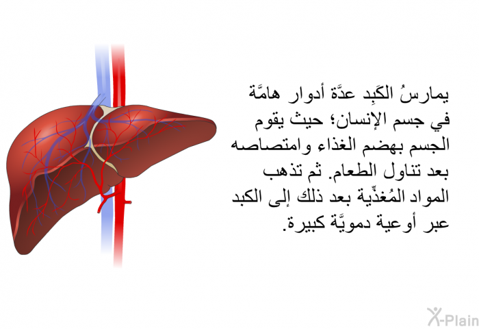 يمارسُ الكَبِد عدَّة أدوار هامَّة في جسم الإنسان؛ حيث يقوم الجسم بهضم الغذاء وامتصاصه بعد تناول الطعام. ثم تذهب المواد المُغذِّية بعد ذلك إلى الكبد عبر أوعية دمويَّة كبيرة.