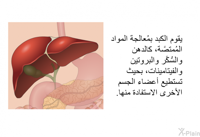 يقوم الكبد بمُعالجة المواد المُمتصَّة، كالدهن والسُّكَّر والبروتين والفيتامينات، بحيث تستطيع أعضاء الجسم الأخرى الاستفادة منها.
