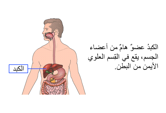 الكبدُ عضوٌ هامٌّ من أعضاء الجسم، يقع في القِسم العلوي الأيمن من البطن.