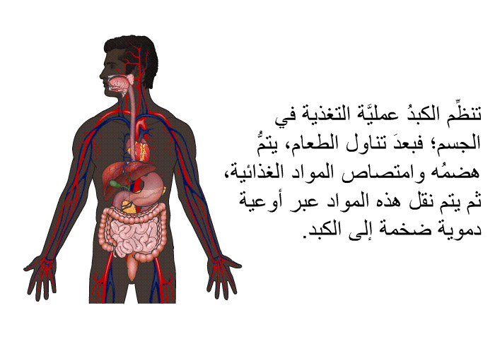 تنظِّم الكبدُ عمليَّة التغذية في الجسم؛ فبعدَ تناول الطعام، يتمُّ هضمُه وامتصاص المواد الغذائية، ثم يتم نقل هذه المواد عبر أوعية دموية ضخمة إلى الكبد.