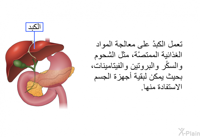 تعمل الكبدُ على معالجة المواد الغذائية الممتصَّة، مثل الشحوم والسكَّر والبروتين والفيتامينات، بحيث يمكن لبقية أجهزة الجسم الاستفادة منها.