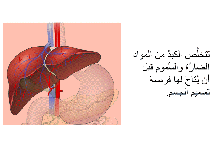 تتخلَّص الكبدُ من المواد الضارَّة والسُّموم قبل أن يُتاحَ لها فرصة تسميم الجسم.
