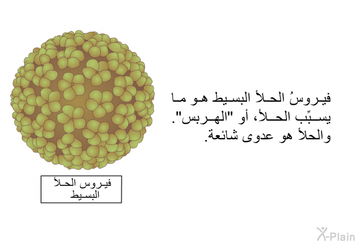 فيروسُ الحلأ البسيط هو ما يسبِّب الحلأ، أو "الهربس". والحلأ هو عدوى شائعة.