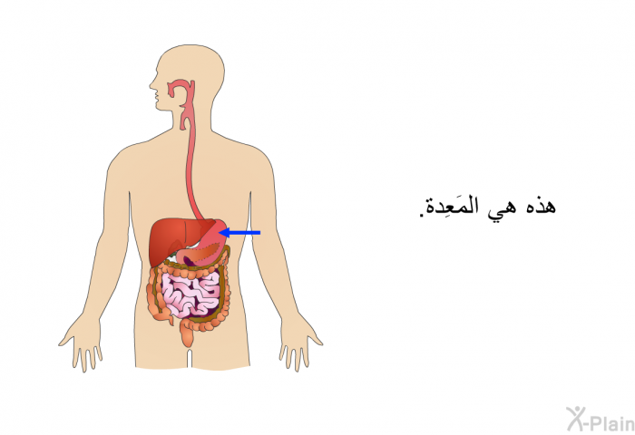 هذه هي المَعِدة.