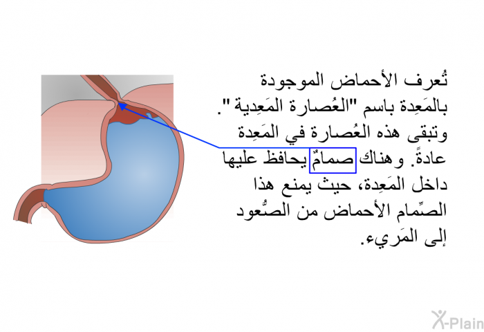 تُعرف الأحماض الموجودة بالمَعِدة باسم "العُصارة المَعِدية". وتبقى هذه العُصارة في المَعِدة عادةً. وهناك صمامٌ يحافظ عليها داخل المَعِدة، حيث يمنع هذا الصِّمام الأحماض من الصُّعود إلى المَريء.