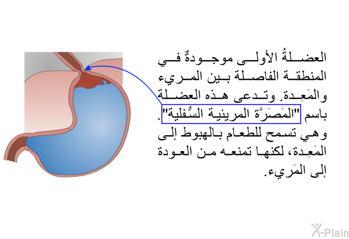 العضلةُ الأولى موجودةٌ في المنطقة الفاصلة بين المريء والمَعِدة. وتدعى هذه العضلة باسم "المَصَرَّة المريئية السُّفلية". وهي تسمح للطعام بالهبوط إلى المَعِدة، لكنها تمنعه من العودة إلى المَريء.