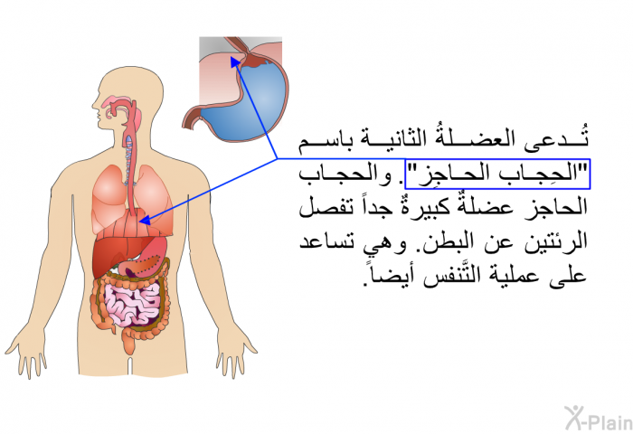 تُدعى العضلةُ الثانية باسم "الحِجاب الحاجِز". والحجاب الحاجز عضلةٌ كبيرةٌ جداً تفصل الرئتين عن البطن. وهي تساعد على عملية التَّنفس أيضاً.