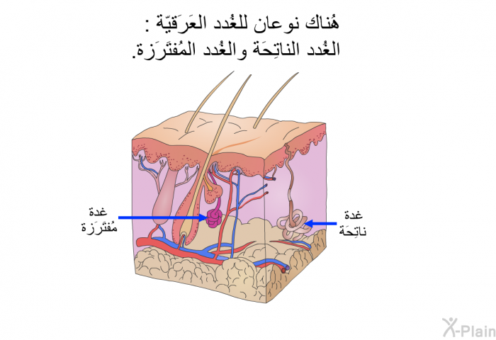 هُناك نوعان للغُدد العَرَقيّة: الغُدد الناتِحَة والغُدد المُفتَرَزة.