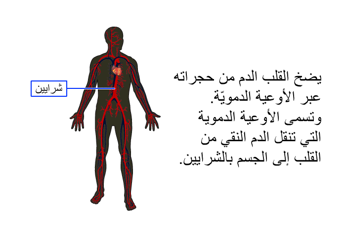 يضخ القلب الدم من حجراته عبر الأوعية الدمويّة. وتسمى الأوعية الدموية التي تنقل الدم النقي من القلب إلى الجسم بالشرايين.
