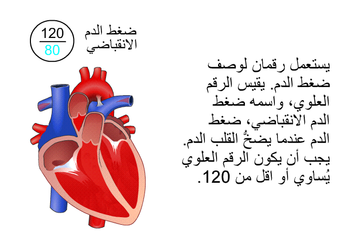 يستعمل رقمان لوصف ضغط الدم. يقيس الرقم العلوي، واسمه ضغط الدم الانقباضي، ضغط الدم عندما يضخُّ القلب الدم. يجب أن يكون الرقم العلوي يُساوي أو اقل من 120.