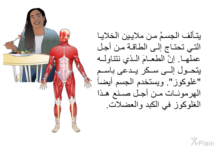 يتألف الجسمُ من ملايين الخلايا التي تحتاج إلى الطاقة من أجل عملها. إنَّ الطعامَ الذي نتناوله يتحول إلى سكر يدعى باسم "غلوكوز". ويستخدم الجسم أيضاً الهرمونات من أجل صنع هذا الغلوكوز في الكبد والعضلات.