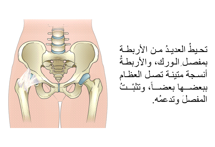 تحيطُ العديدُ من الأربطة بمفصلِ الورك، والأربطةُ أنسجة متينة تصل العظام ببعضها بعضاً، وتثبِّتُ المفصلَ وتدعمُه.