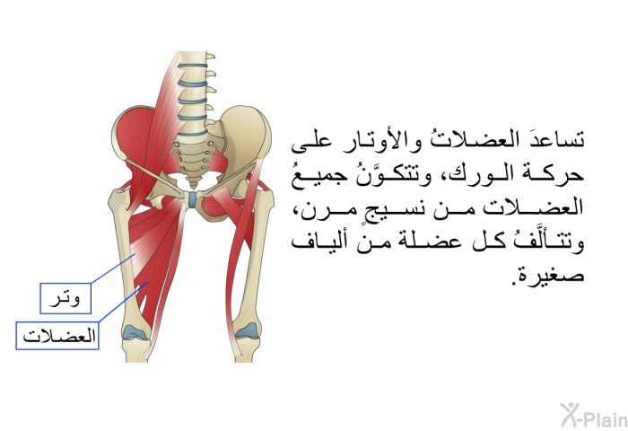 تساعدَ العضلاتُ والأوتار على حركة الورك، وتتكوَّنُ جميعُ العضلات من نسيجٍ مرن، وتتألَّفُ كل عضلة من أليافٌ صغيرة.