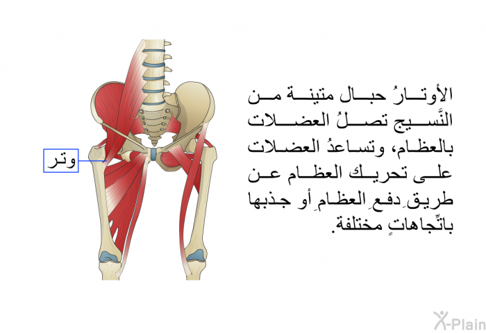 الأوتارُ حبال متينة من النَّسيج تصلُ العضلات بالعظام، وتساعدُ العضلات على تحريك العظام عن طريقِ دفعِ العظامِ أو جذبِها باتِّجاهاتٍ مختلفة.